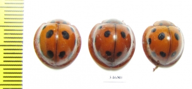 Coccinellidae sp.  Indonesia, Kalimantan - INSECTS-STORE.RU