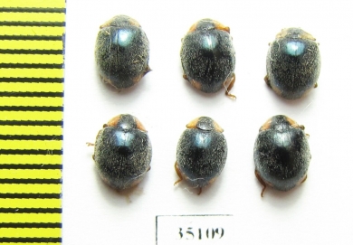 Coccinellidae sp.  Peru - INSECTS-STORE.RU