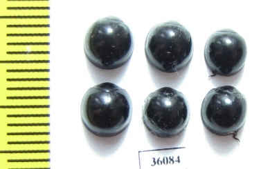 Coccinellidae sp.  Thailand - INSECTS-STORE.RU