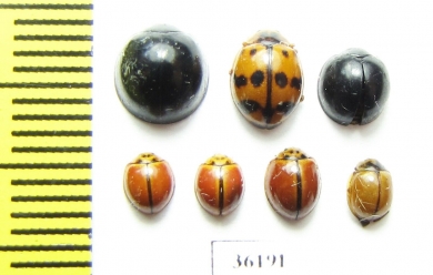 Coccinellidae sp.  Thailand - INSECTS-STORE.RU