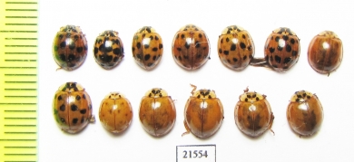 Coccinellidae sp.  Russia, Krasnodar reg. - INSECTS-STORE.RU