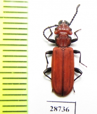 Cucujus cinnaberinus  Russia, Kaluga reg. - INSECTS-STORE.RU