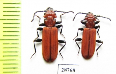 Cucujus cinnaberinus  Russia, Kaluga reg. - INSECTS-STORE.RU