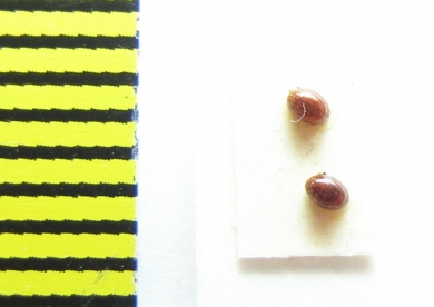 Alexiidae, Sphaerosoma alutaceum  Russia, Krasnodar reg. - INSECTS-STORE.RU