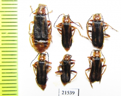 Cantharidae sp.  Kirgizstan - INSECTS-STORE.RU