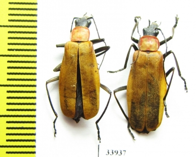 Cantharidae sp.  Panama - INSECTS-STORE.RU