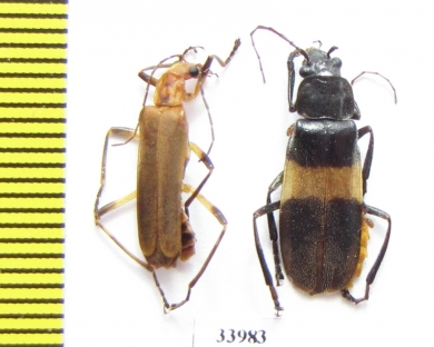 Cantharidae sp.  Panama - INSECTS-STORE.RU