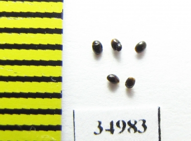 Corylophidae, Orthoperus sp.  Russia, Tver reg. - INSECTS-STORE.RU