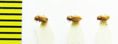 Cryptophagidae, Cryptophagus acutangulus  Belorussia - INSECTS-STORE.RU