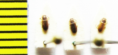 Cryptophagidae, Cryptophagus dorsalis  Belorussia - INSECTS-STORE.RU