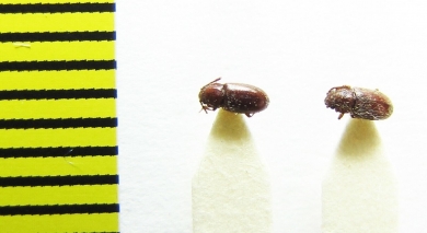 Cryptophagidae, Cryptophagus lycoperdi  Belorussia - INSECTS-STORE.RU