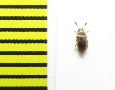 Cryptophagidae, Cryptophagus micaceus  Russia, Tver reg. - INSECTS-STORE.RU