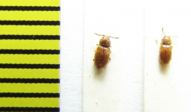 Cryptophagidae, Cryptophagus saginatus  Russia, Tver reg. - INSECTS-STORE.RU