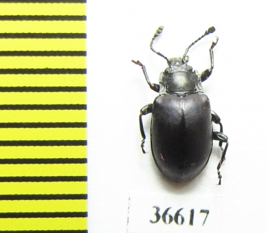 Endomychidae sp.  Madagascar - INSECTS-STORE.RU