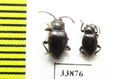 Lycoperdina koltzei  Russia, Far East - INSECTS-STORE.RU