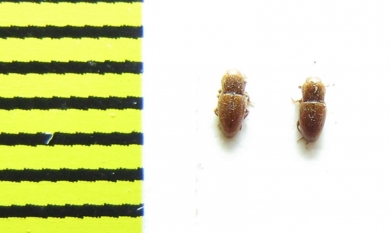 Merophysia oblonga  Italy - INSECTS-STORE.RU