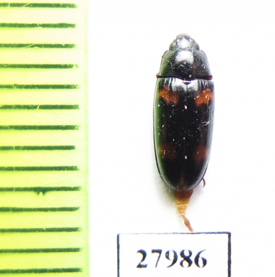 Erotylidae sp.  Angola - INSECTS-STORE.RU