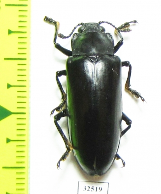 Erotylidae sp.  China, Guangxi prov. - INSECTS-STORE.RU