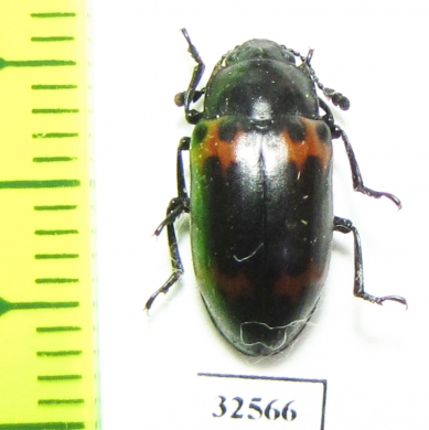 Erotylidae sp.  China, Guangxi prov. - INSECTS-STORE.RU