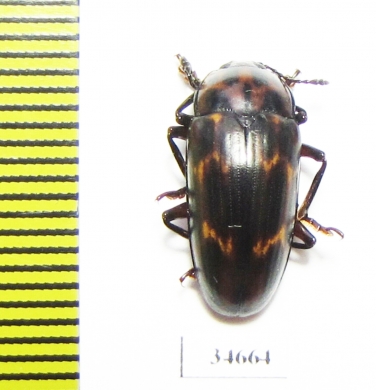 Erotylidae sp.  Indonesia, Kalimantan - INSECTS-STORE.RU