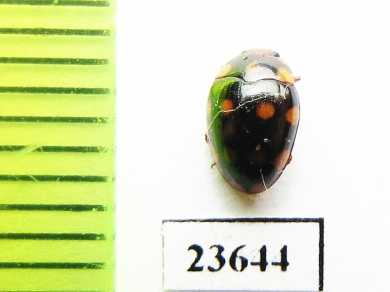 Erotylidae sp.  Indonesia, Sumatra - INSECTS-STORE.RU