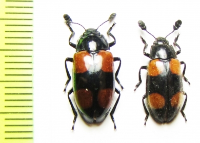 Erotylidae sp.  Indonesia, Sumatra - INSECTS-STORE.RU