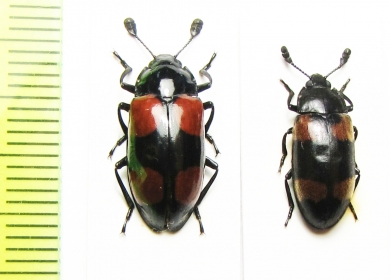 Erotylidae sp.  Indonesia, Sumatra - INSECTS-STORE.RU