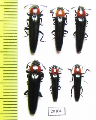 Erotylidae sp.  Laos - INSECTS-STORE.RU