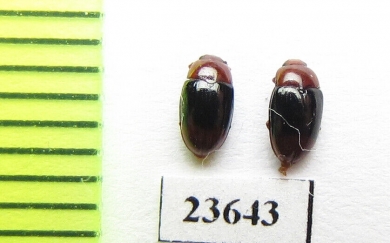 Erotylidae sp.  Malaysia - INSECTS-STORE.RU