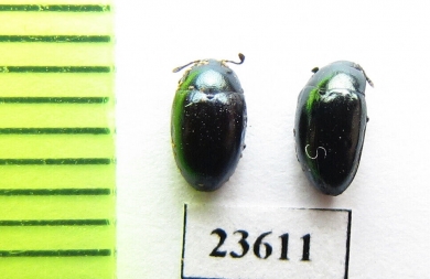 Erotylidae sp.  Malaysia, Borneo - INSECTS-STORE.RU