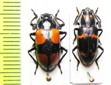 Erotylidae sp.  Malaysia, Borneo - INSECTS-STORE.RU