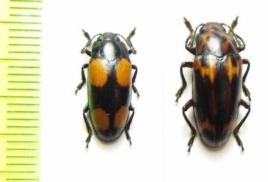 Erotylidae sp.  Malaysia, Borneo - INSECTS-STORE.RU