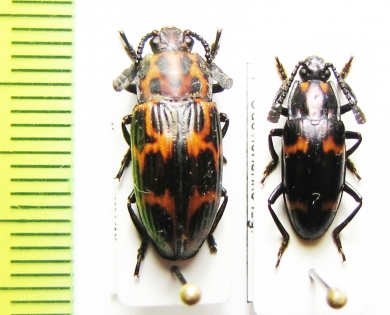 Erotylidae sp.  Malaysia, Borneo - INSECTS-STORE.RU