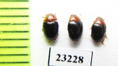 Erotylidae sp.  Myanmar - INSECTS-STORE.RU