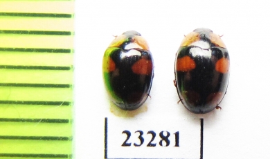 Erotylidae sp.  Myanmar - INSECTS-STORE.RU