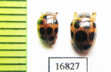 Erotylidae sp.  Myanmar - INSECTS-STORE.RU