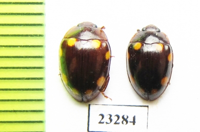 Erotylidae sp.  Myanmar - INSECTS-STORE.RU