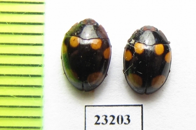 Erotylidae sp.  Myanmar - INSECTS-STORE.RU