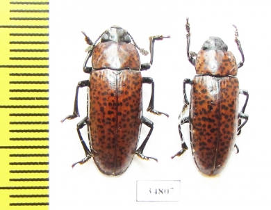 Erotylidae sp.  Peru - INSECTS-STORE.RU