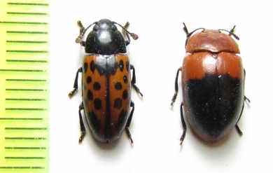 Erotylidae sp.  Peru - INSECTS-STORE.RU