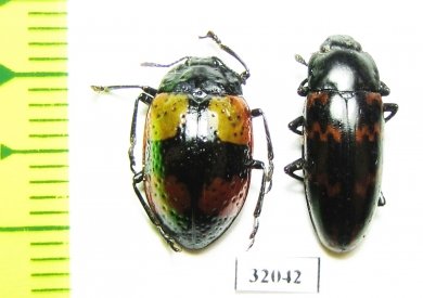 Erotylidae sp.  Peru - INSECTS-STORE.RU