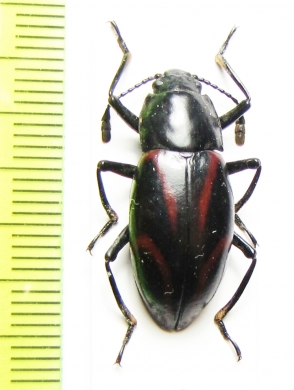 Erotylidae sp.  Philippines - INSECTS-STORE.RU