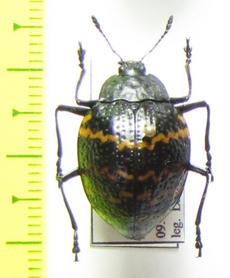 Erotylidae sp.  Peru - INSECTS-STORE.RU