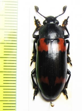 Erotylidae sp.  South Africa Rep. - INSECTS-STORE.RU