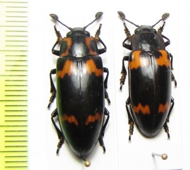 Erotylidae sp.  South Africa Rep. - INSECTS-STORE.RU