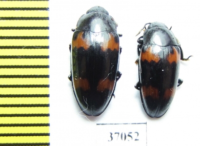 Erotylidae sp.  South Africa Rep. - INSECTS-STORE.RU