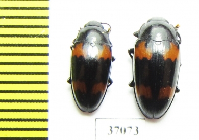 Erotylidae sp.  South Africa Rep. - INSECTS-STORE.RU