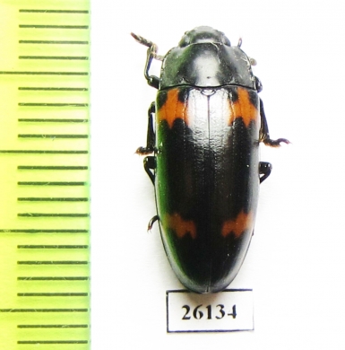 Erotylidae sp.  South Africa Rep. - INSECTS-STORE.RU