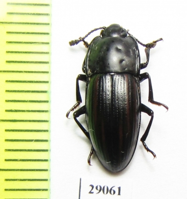 Erotylidae sp.  Tanzania - INSECTS-STORE.RU