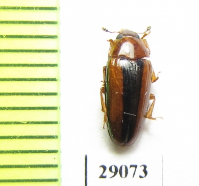 Erotylidae sp.  Tanzania - INSECTS-STORE.RU